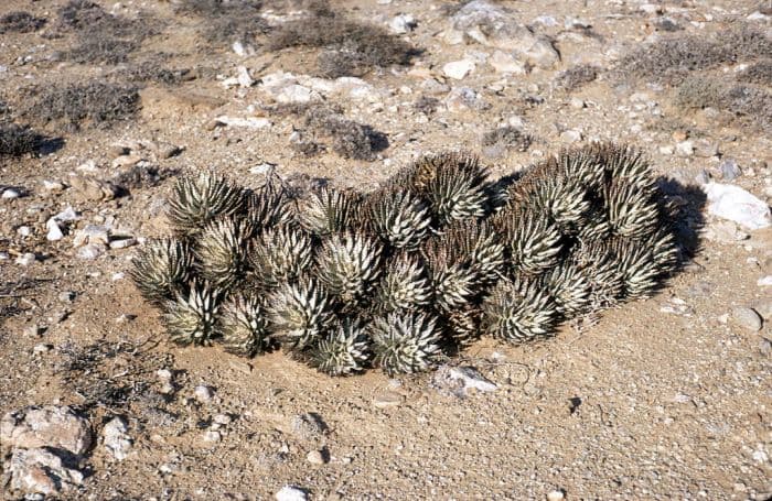 black-spined aloe