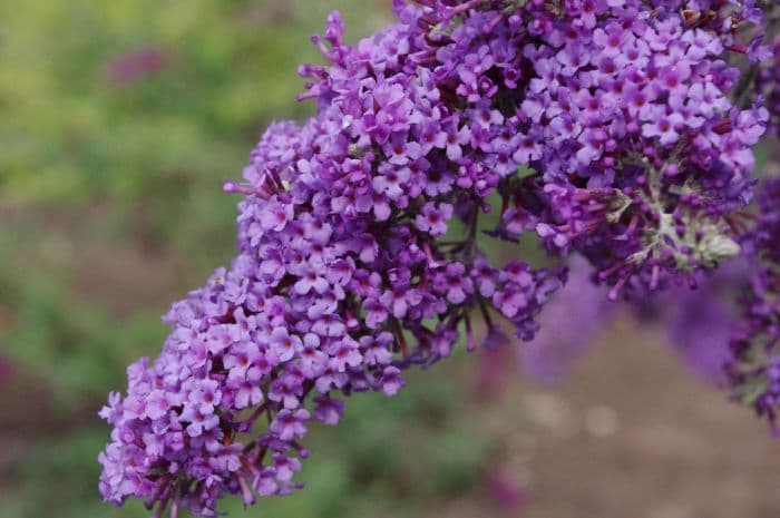 butterfly bush 'Panache'