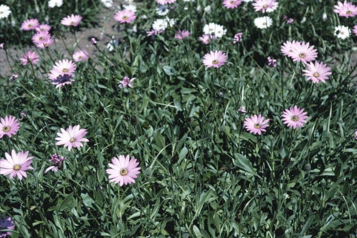 African daisy 'Langtrees'