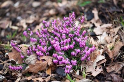 heather 'Memory'