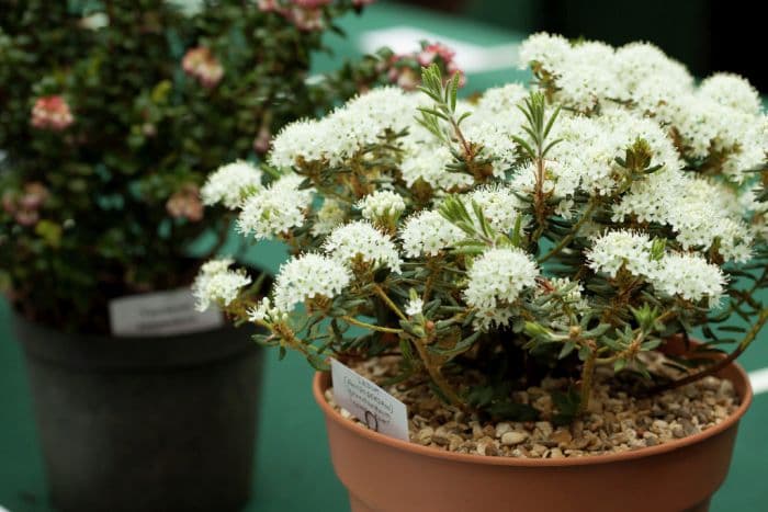 Labrador tea