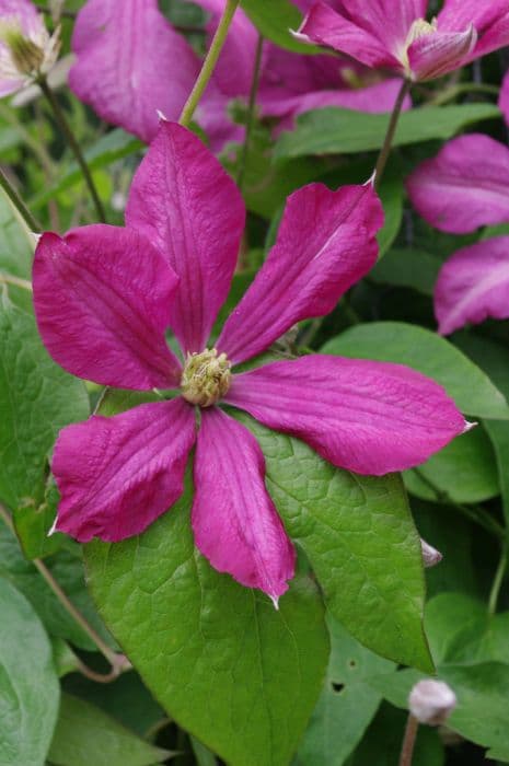 clematis 'M. Koster'