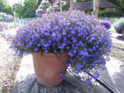 Lobelia Lobella Ocean Flash