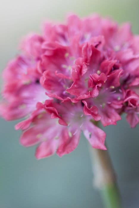 great thrift 'Ballerina Red'