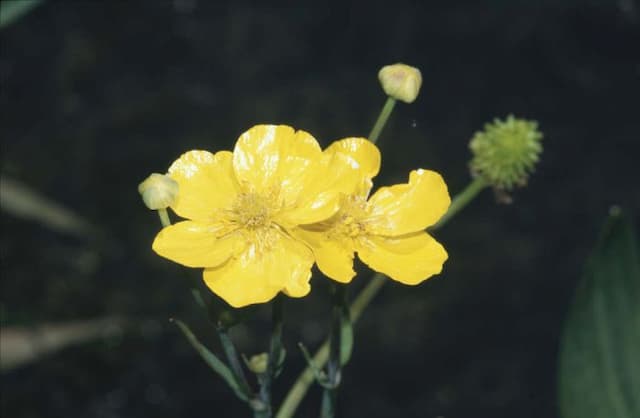 Large-flowered greater spearwort