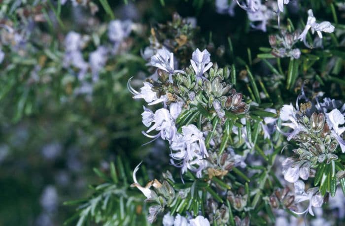 rosemary Prostrata Group