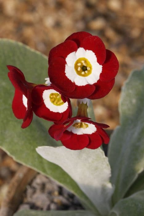 auricula 'Red Gauntlet'