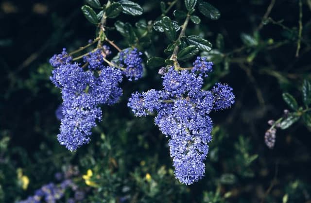 Californian lilac 'Italian Skies'