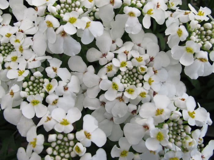 candytuft 'Masterpiece'