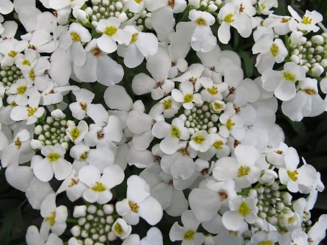 Candytuft 'Masterpiece'