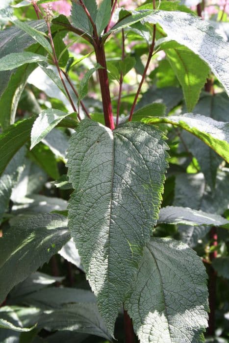 eupatorium 'Riesenschirm'