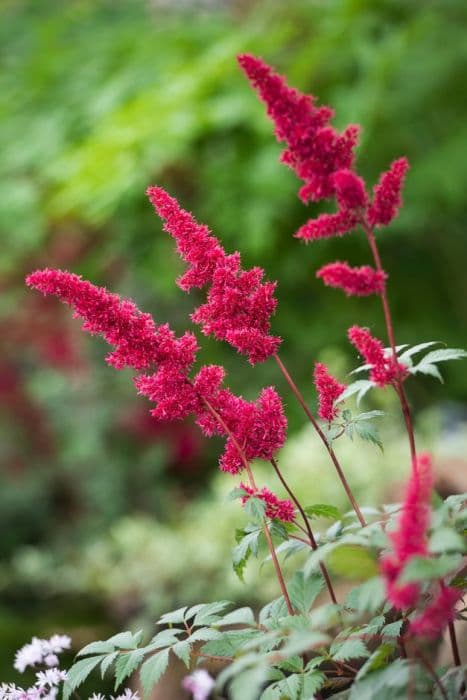 astilbe 'Spinell'