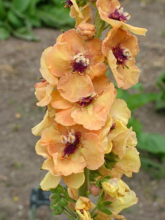 mullein 'Royal Highland'