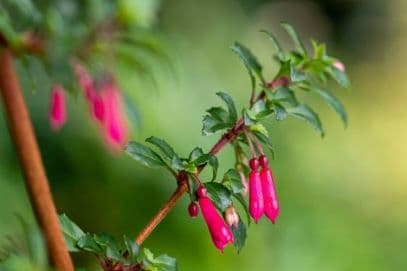 small-leaved fuchsia