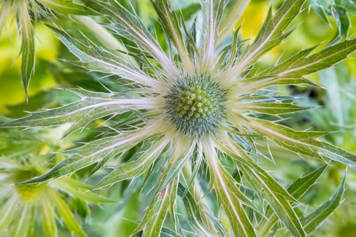 sea holly 'Neptune's Gold'