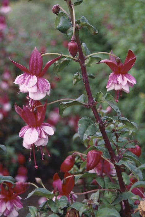 fuchsia 'Prosperity'