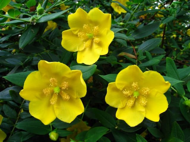 Addington St John's wort