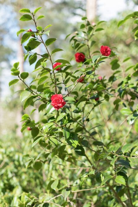 camellia 'Ruby Wedding'