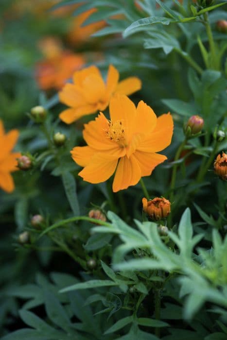 cosmos 'Cosmic Orange'