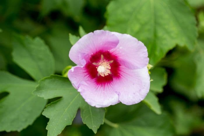 hibiscus 'Resi'