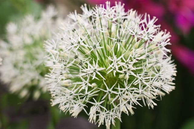 Allium 'White Empress'