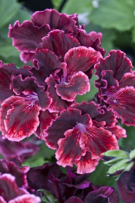 pelargonium 'Rimfire'