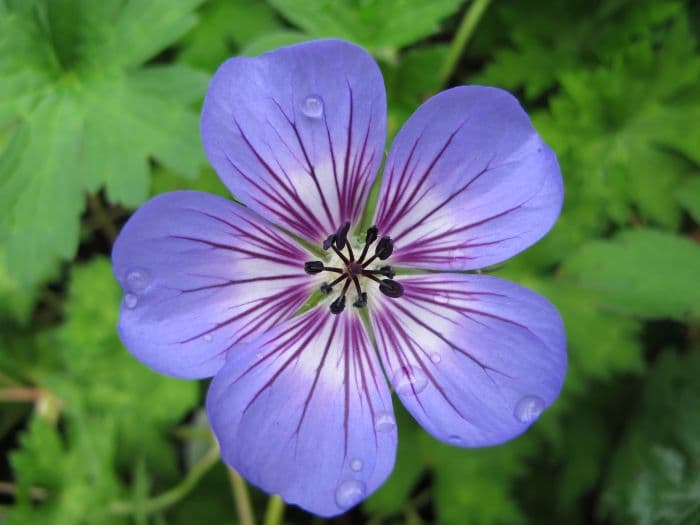 cranesbill [Havana Blues]