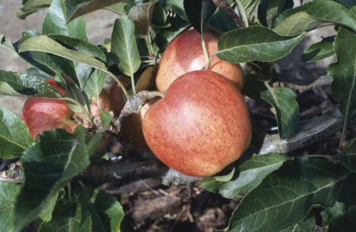 apple 'Royal Gala'