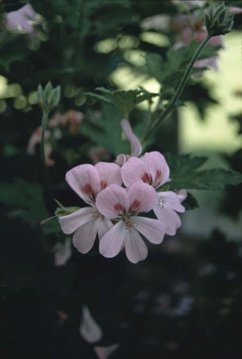 pelargonium 'Sweet Mimosa'