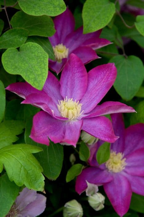 clematis 'Kakio'