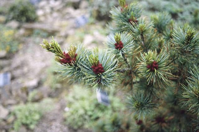 Glaucous dwarf Siberian pine