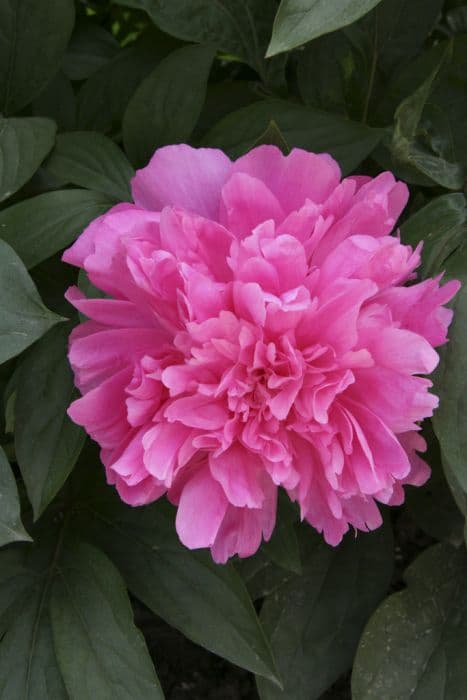 peony 'Pink Parfait'