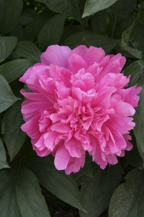 Peony 'Pink Parfait'