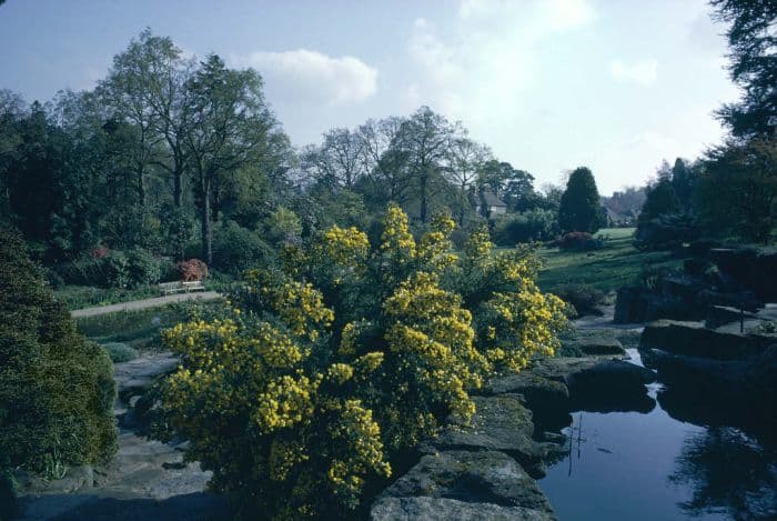 double-blossomed furze