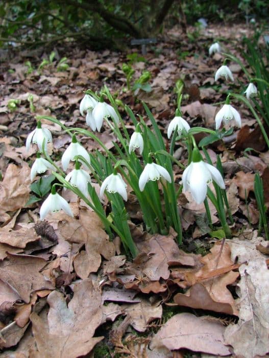 snowdrop 'Lady Beatrix Stanley'