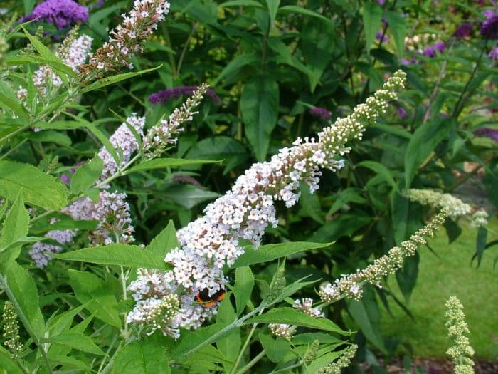 butterfly bush 'Peace'