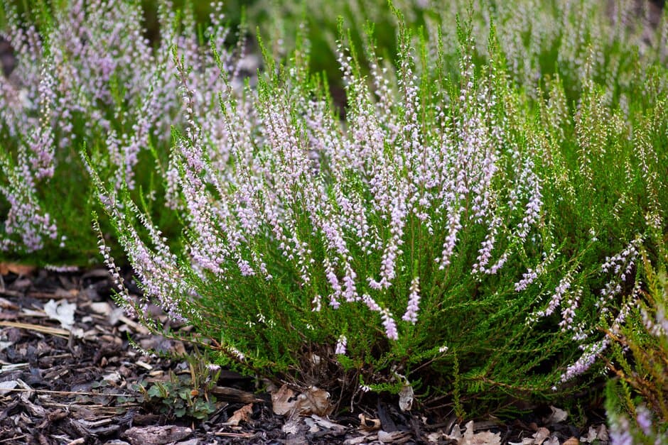 heather 'Tricolorifolia'