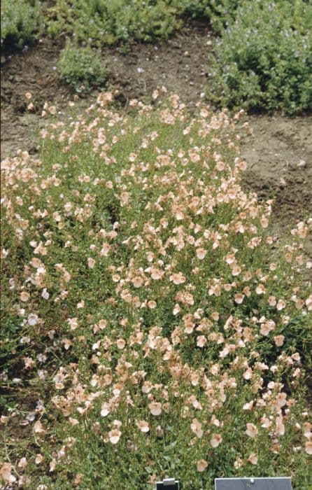 twinspur 'Lady Valerie'