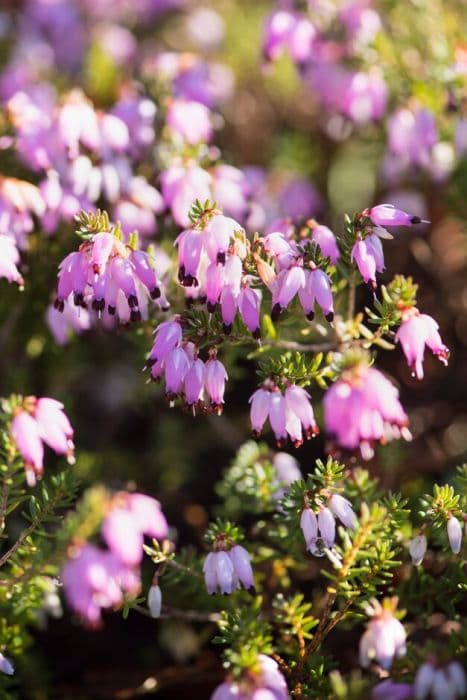 heather 'December Red'