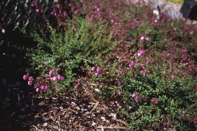 Irish heath 'William Buchanan'