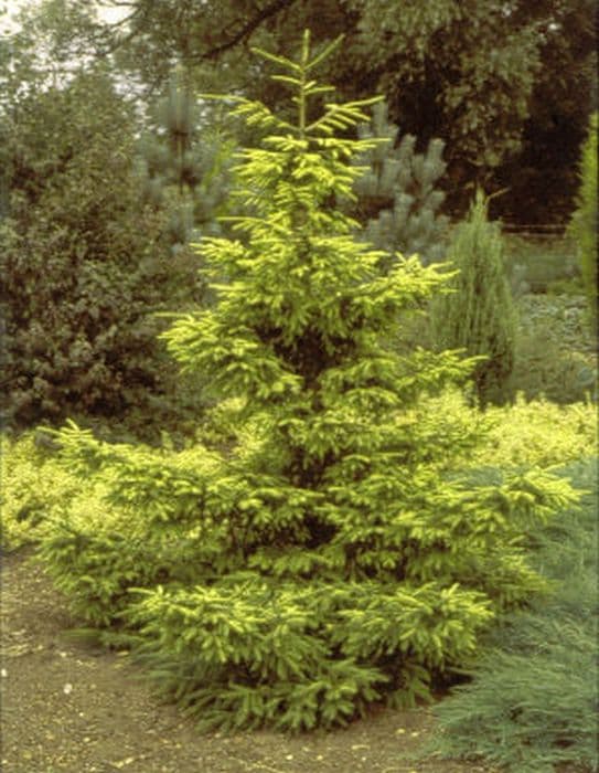 golden oriental spruce