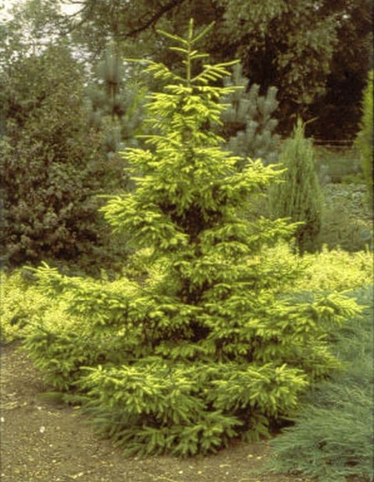 Golden oriental spruce