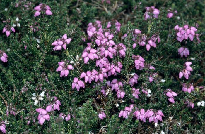 bell heather 'Pink Ice'