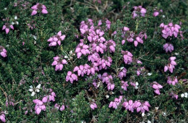 Bell heather 'Pink Ice'