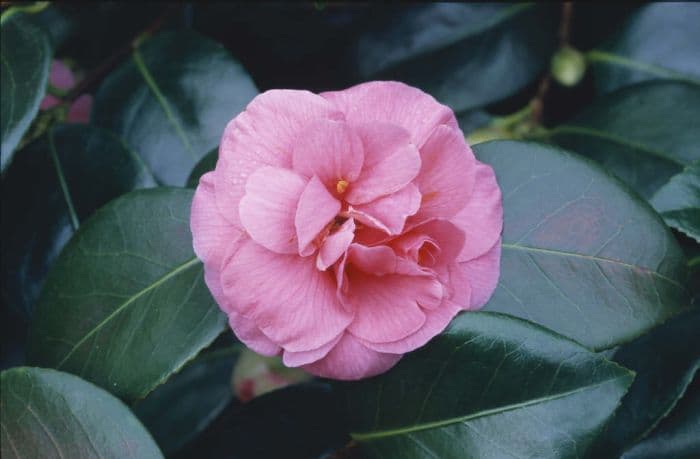 camellia 'Gloire de Nantes'