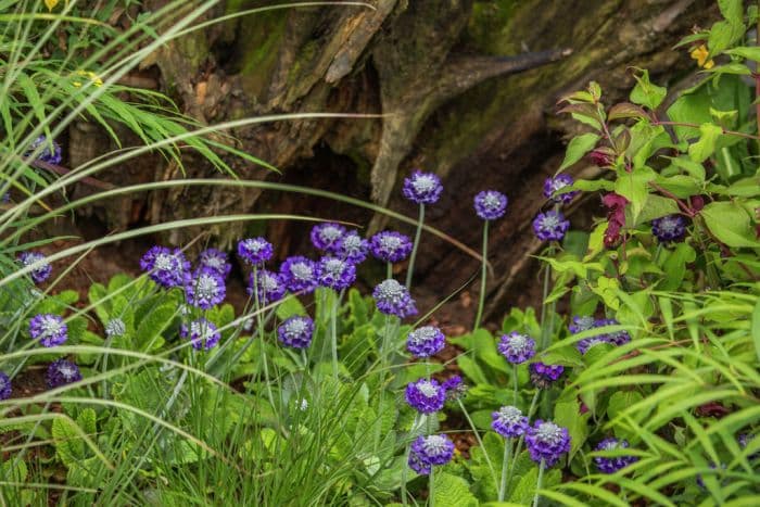 round-headed Himalayan primrose