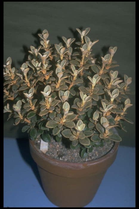 brachyglottis 'Basil Fox'