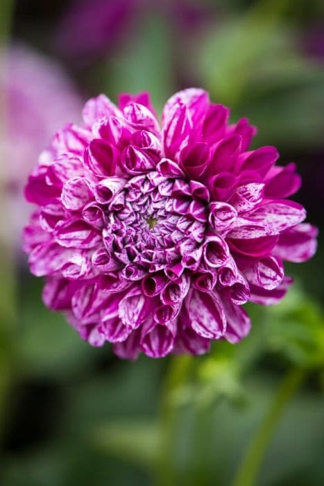 dahlia 'Marble Ball'