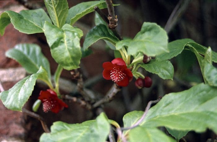 Chinese magnolia vine