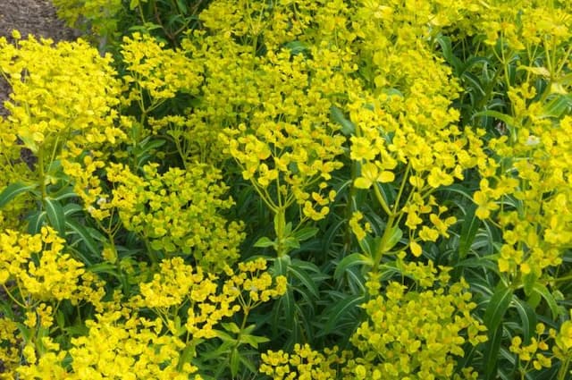 Margadiles Islet spurge